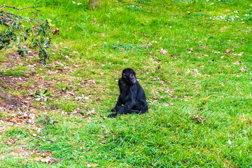 Young black monkey sitting on grass in an Irish zoo © Lumen&Lines