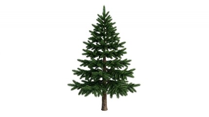 Fototapeta premium Realistic Green Evergreen Spruce Pine Tree Isolated on Pure White Background for Nature Landscape Design Projects
