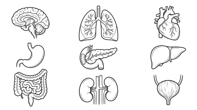 Human Organs Vector Set &ndash; Brain, Heart, Lungs, Liver, Kidneys & Digestive System