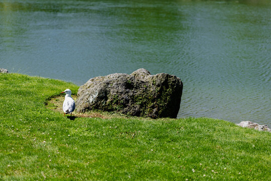 Seagull Beside Large Rock Near Lakeshore