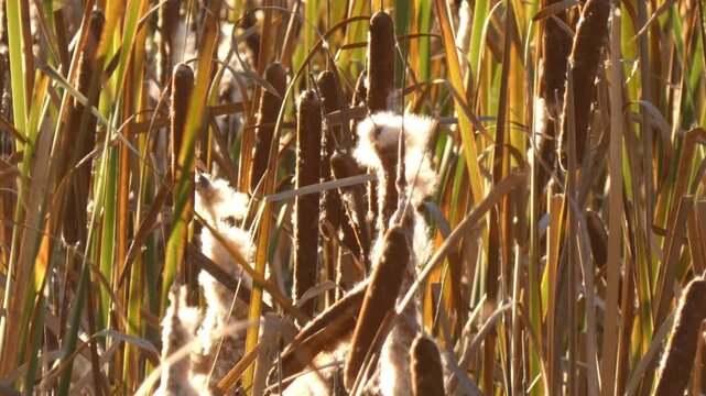 Mature cattail stem bursting with dense white fluff. Golden hour sun highlighting organic textile fiber structure as data flow metaphor. Close-up shot, detailed atmosphere. Innovation and purity.