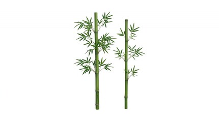 Fototapeta premium Fresh Green Bamboo Stalks and Leaves Set Isolated on White Background for Tropical and Zen Asian Designs