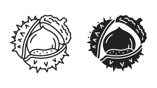Chestnut Icon Duo: Two stylized representations of a chestnut, one in outline and one in solid black, showcase its distinctive spiky husk and smooth nut.