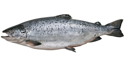 Fototapeta premium Whole raw salmon fish with silver scales and black spots