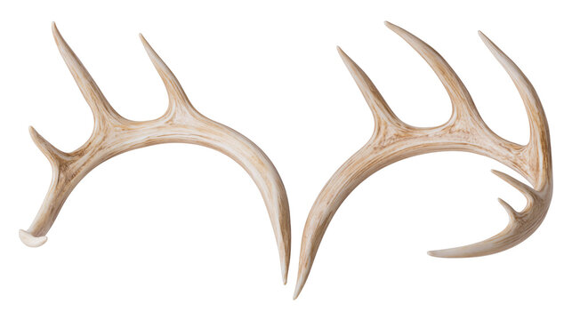 Deer Antlers Pair Natural Bone Texture