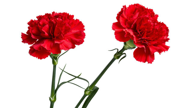 Two red carnation flowers with green stems and leaves