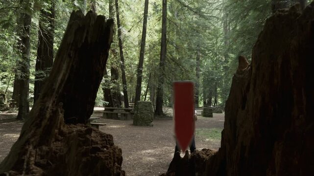 Man Throwing and Catching Painted Boards Among Giant Redwood Trunks - Steady Cam Movement