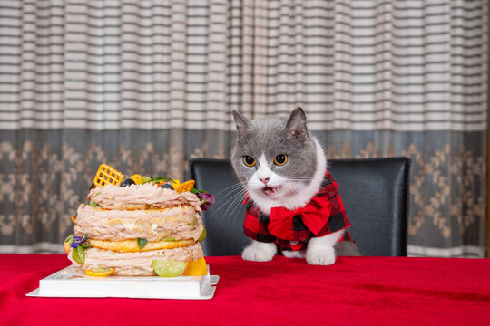 A cute grey and white British Shorthair cat wearing red plaid shirt and big red bow tie stares excitedly at a multi-layer fruit cream cake placed on bright red tablecloth