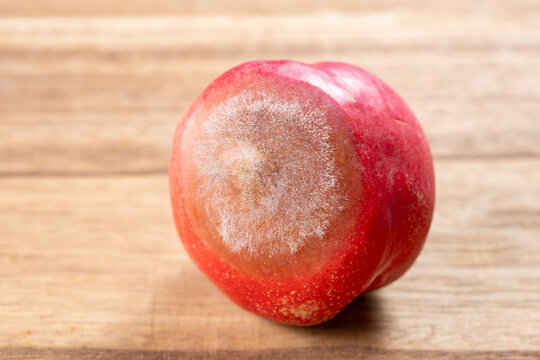 A ripe red nectarine covered with fluffy white mold dotted with tiny black spores rests on a light wooden plank