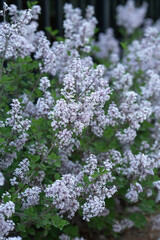 Fototapeta premium Lilac bush blooming with pale purple flowers in fresh spring garden. Seasonal pollen allergy concept. Beautiful blossoms of syringa shrub growing outdoors representing springtime nature.