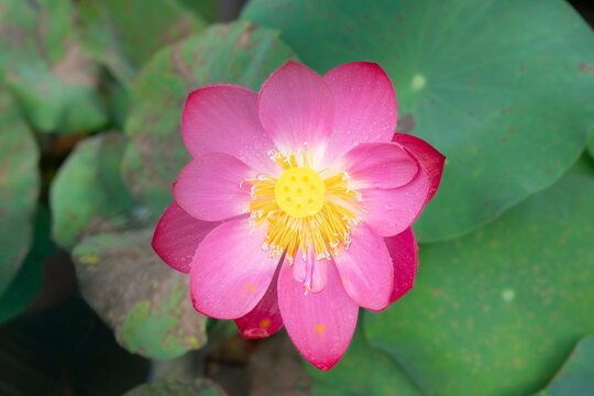 Vibrant pink lotus flower dotted with clear water droplets blooms fully with bright yellow seed pod and golden stamens