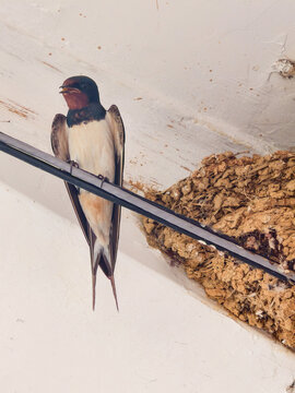 An adult barn swallow perches on a black wire beside its rough mud nest under the weathered white building eave, with its beak slightly open