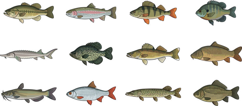 Different types of river and lake fishes set for angling infographic design fishing tournament posters or seafood restaurant menus graphic vector illustration