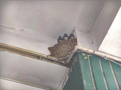 Three young barn swallow chicks huddle together inside a mud nest built under a white building