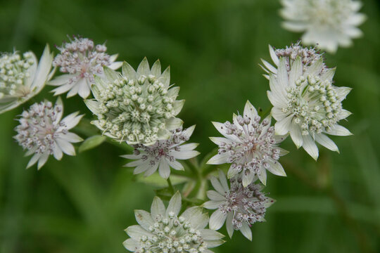 Bl&uuml;ten der Gro&szlig;en Sterndolde