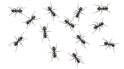 Group of black ants scattered on white surface © Corman