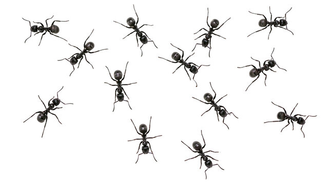 Group of black ants scattered on white surface