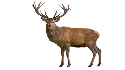 Obraz premium Majestic red deer stag with large antlers standing