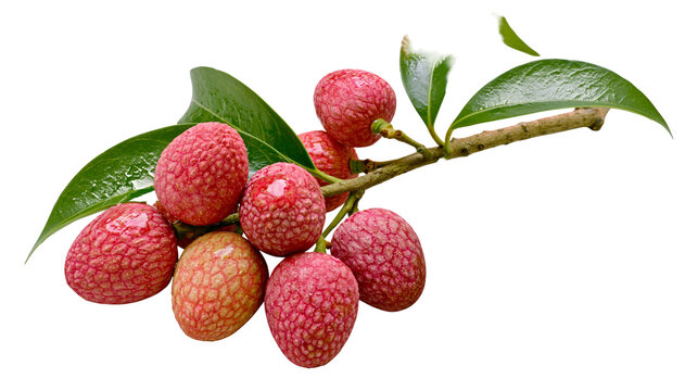 Fresh lychee fruits on branch with green leaves