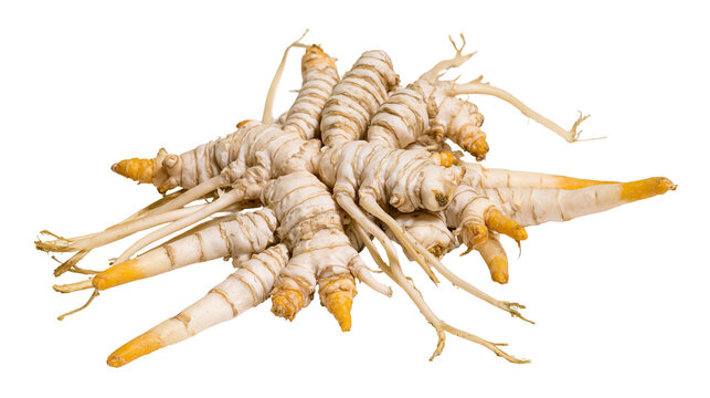 Fresh white turmeric rhizomes with thin roots