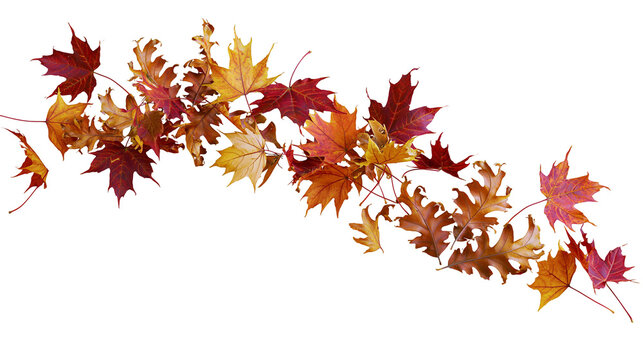 Autumn maple and oak leaves in fall colors