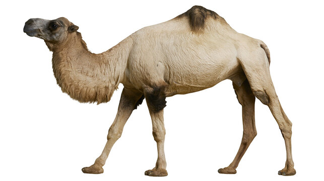 Dromedary camel with one hump tan fur, and dark markings