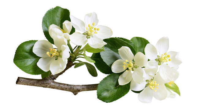 Apple tree branch with white blossoms and green leaves