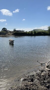 A Herd of Cows on the Towy River near Nantgaredig, Carmarthenshire, Wales, U.K.