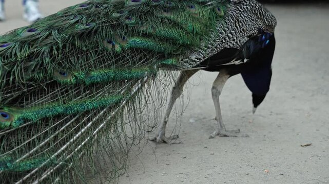 Male peacock with vibrant green and blue plumage bends down to forage on the ground, showcasing its long tail feathers in a natural outdoor setting