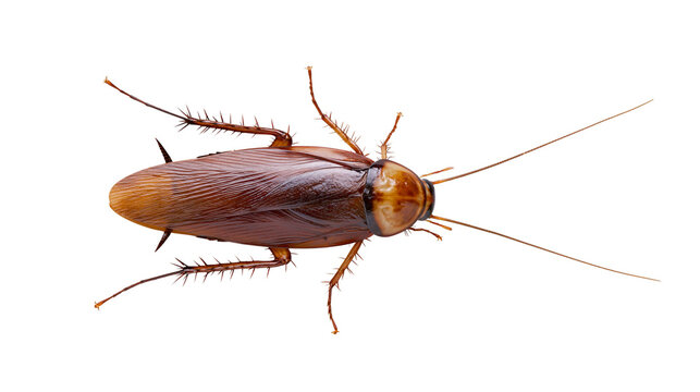 Brown cockroach insect with long antennae and legs