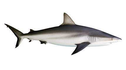 Fototapeta premium Gray reef shark swimming side view, white