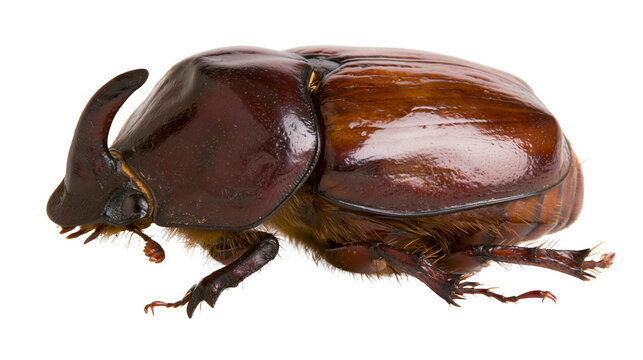 Rhinoceros beetle with large horn brown chitinous exoskeleton, hairy body