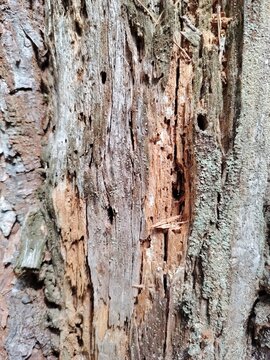 Close-up texture of decaying rotten tree bark with holes from wood-boring insects and pests