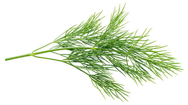 Fresh green dill herb sprigs