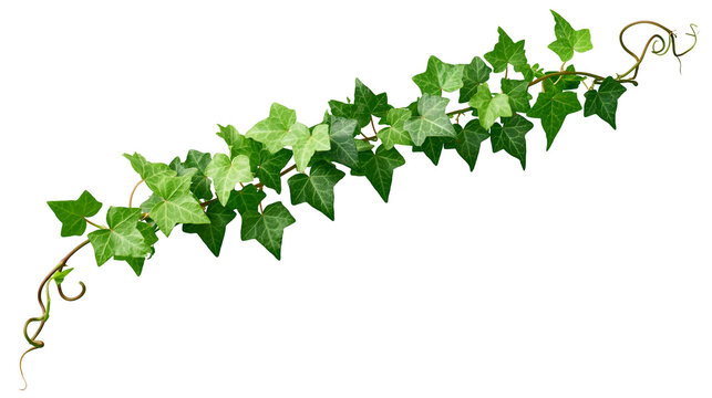 Green ivy vine with lobed leaves and tendrils