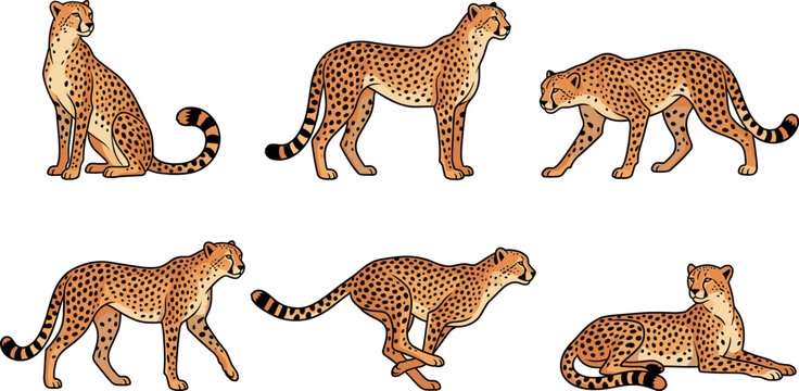 Wild cheetah hand drawn vector illustration set featuring predatory african big cat in multiple poses like sitting standing running walking and lying down
