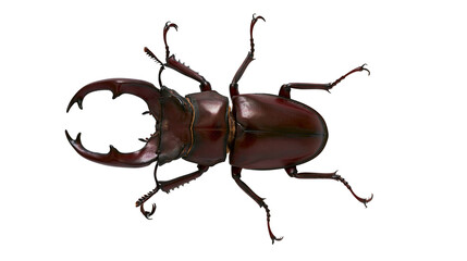 Large brown stag beetle with prominent mandibles © Corman