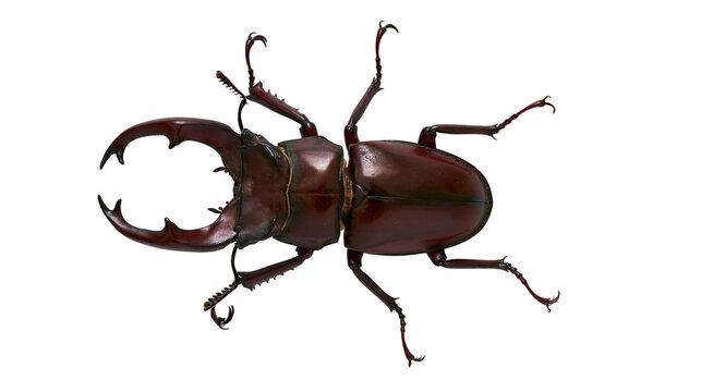 Large brown stag beetle with prominent mandibles