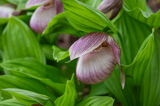  Nestled beneath graceful woodland leaves, the pink lady's slipper orchid unfolds like a hidden jewel. Pink lady's slipper orchid (Cypripedium hybrid) blooming among vibrant green foliage.
