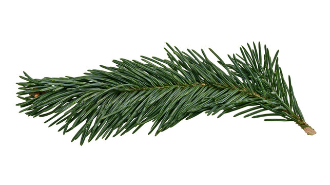 Green pine branch with sharp needles