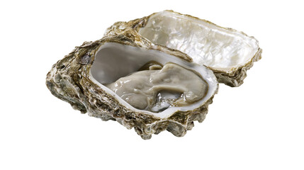 Open oyster with pearl inside, fresh seafood delicacy © Vetle