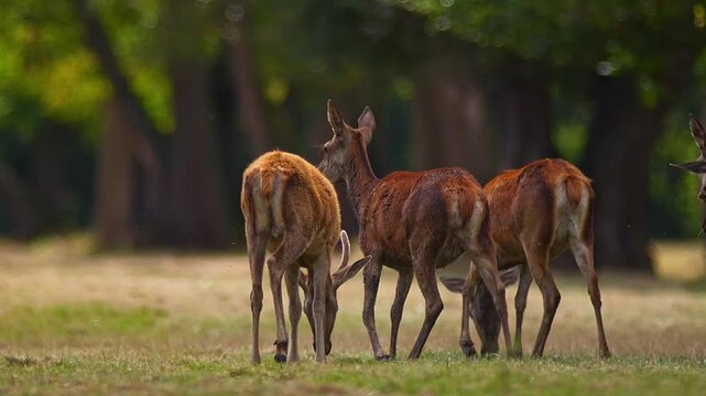 Red Deer Leading Young Through Traditional Orchard Meadow on a Sunny Summer Morning | 4K