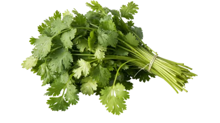 Fresh cilantro bunch with water droplets tied with twine © Femke