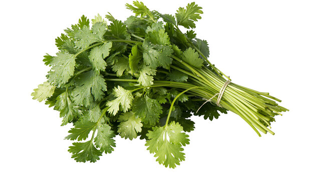 Fresh cilantro bunch with water droplets tied with twine