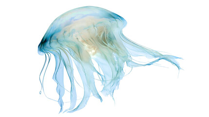 Translucent blue jellyfish with long tentacles floating © Fried