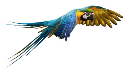Blue and yellow macaw parrot flying with wings spread © Fried