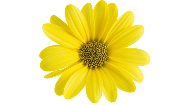 Bright yellow daisy flower with detailed center