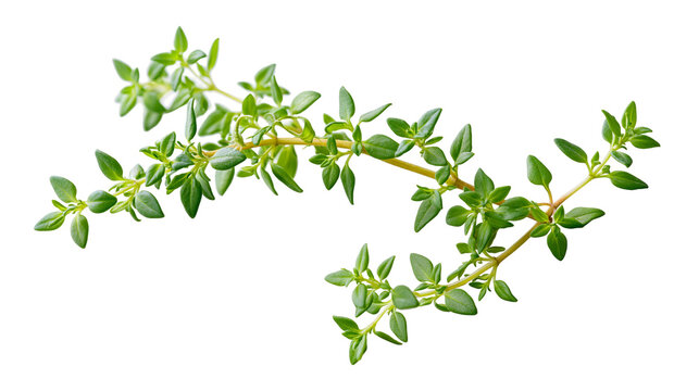 Fresh green thyme herb sprigs with small leaves