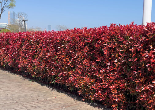 Red hedge of Japanese photinia Red Robin in an urban park on a sunny spring day.