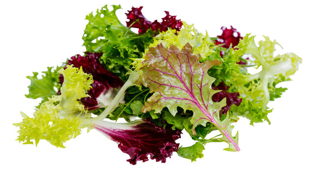 Mixed green and red lettuce leaves salad